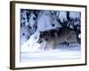 Gray Wolf Walking in the Snow-Lynn M^ Stone-Framed Photographic Print