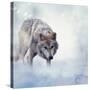 Gray Wolf Walking on the Snow-Svetlana Foote-Stretched Canvas