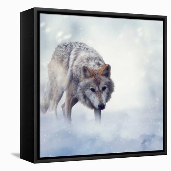 Gray Wolf Walking on the Snow-Svetlana Foote-Framed Stretched Canvas