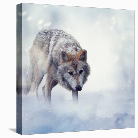 Gray Wolf Walking on the Snow-Svetlana Foote-Stretched Canvas