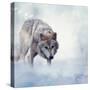 Gray Wolf Walking on the Snow-Svetlana Foote-Stretched Canvas