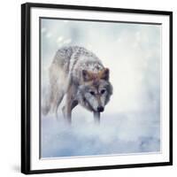 Gray Wolf Walking on the Snow-Svetlana Foote-Framed Photographic Print