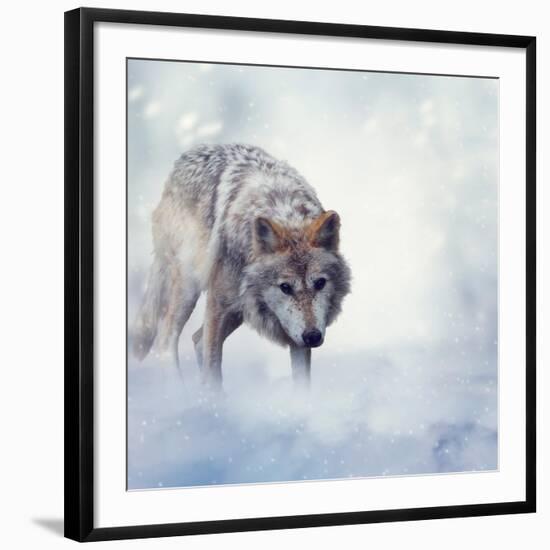 Gray Wolf Walking on the Snow-Svetlana Foote-Framed Photographic Print