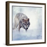 Gray Wolf Walking on the Snow-Svetlana Foote-Framed Photographic Print