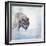 Gray Wolf Walking on the Snow-Svetlana Foote-Framed Photographic Print