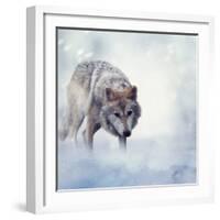 Gray Wolf Walking on the Snow-Svetlana Foote-Framed Photographic Print