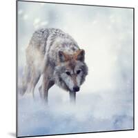 Gray Wolf Walking on the Snow-Svetlana Foote-Mounted Photographic Print