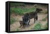 Gray Wolf with Pups-W. Perry Conway-Framed Stretched Canvas