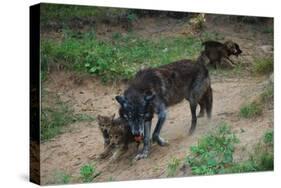 Gray Wolf with Pups-W. Perry Conway-Stretched Canvas