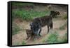 Gray Wolf with Pups-W. Perry Conway-Framed Stretched Canvas