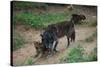 Gray Wolf with Pups-W. Perry Conway-Stretched Canvas