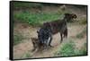 Gray Wolf with Pups-W. Perry Conway-Framed Stretched Canvas