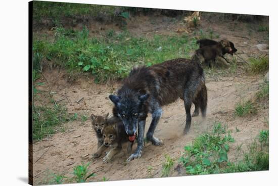 Gray Wolf with Pups-W. Perry Conway-Stretched Canvas