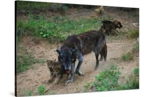 Gray Wolf with Pups-W. Perry Conway-Stretched Canvas