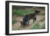 Gray Wolf with Pups-W. Perry Conway-Framed Photographic Print