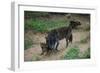 Gray Wolf with Pups-W. Perry Conway-Framed Photographic Print