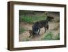 Gray Wolf with Pups-W. Perry Conway-Framed Photographic Print