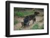 Gray Wolf with Pups-W. Perry Conway-Framed Photographic Print