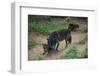 Gray Wolf with Pups-W. Perry Conway-Framed Photographic Print