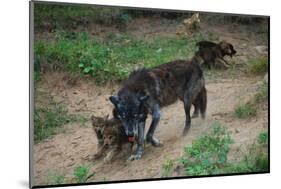 Gray Wolf with Pups-W. Perry Conway-Mounted Photographic Print