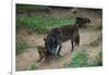 Gray Wolf with Pups-W. Perry Conway-Framed Photographic Print