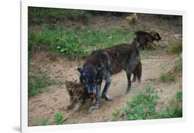 Gray Wolf with Pups-W. Perry Conway-Framed Photographic Print