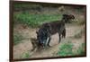 Gray Wolf with Pups-W. Perry Conway-Framed Photographic Print