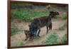 Gray Wolf with Pups-W. Perry Conway-Framed Photographic Print