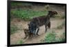 Gray Wolf with Pups-W. Perry Conway-Framed Photographic Print