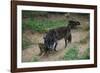 Gray Wolf with Pups-W. Perry Conway-Framed Photographic Print