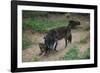 Gray Wolf with Pups-W. Perry Conway-Framed Photographic Print