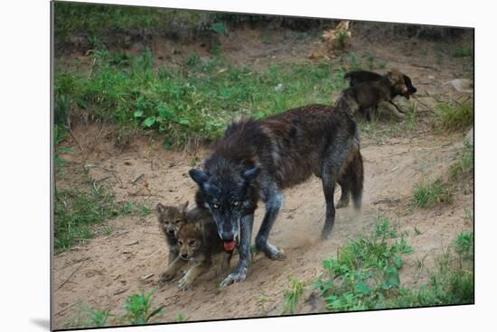 Gray Wolf with Pups-W. Perry Conway-Mounted Photographic Print