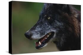 Gray Wolf-W. Perry Conway-Stretched Canvas