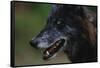 Gray Wolf-W. Perry Conway-Framed Stretched Canvas