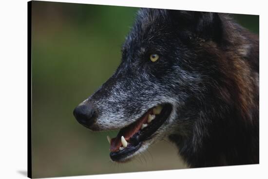 Gray Wolf-W. Perry Conway-Stretched Canvas