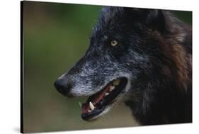 Gray Wolf-W. Perry Conway-Stretched Canvas