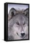 Gray Wolf-DLILLC-Framed Stretched Canvas