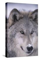 Gray Wolf-DLILLC-Stretched Canvas
