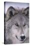 Gray Wolf-DLILLC-Stretched Canvas