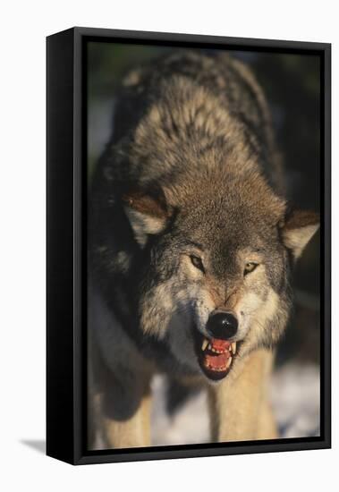 Gray Wolf-DLILLC-Framed Stretched Canvas