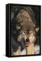 Gray Wolf-DLILLC-Framed Stretched Canvas