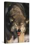 Gray Wolf-DLILLC-Stretched Canvas