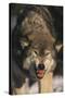 Gray Wolf-DLILLC-Stretched Canvas