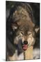 Gray Wolf-DLILLC-Mounted Premium Photographic Print