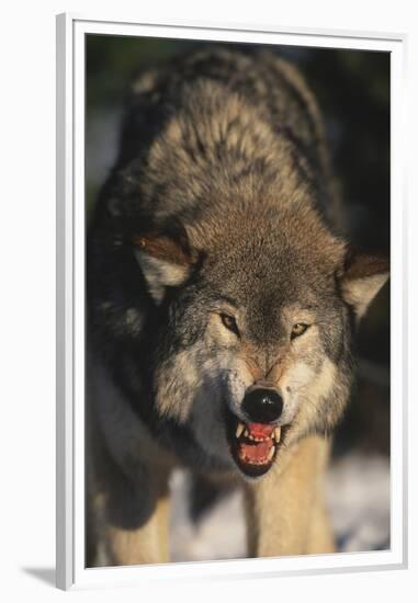 Gray Wolf-DLILLC-Framed Premium Photographic Print