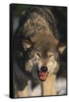 Gray Wolf-DLILLC-Framed Stretched Canvas