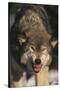 Gray Wolf-DLILLC-Stretched Canvas