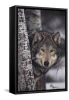 Gray Wolf-DLILLC-Framed Stretched Canvas