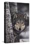 Gray Wolf-DLILLC-Stretched Canvas