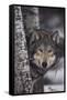 Gray Wolf-DLILLC-Framed Stretched Canvas